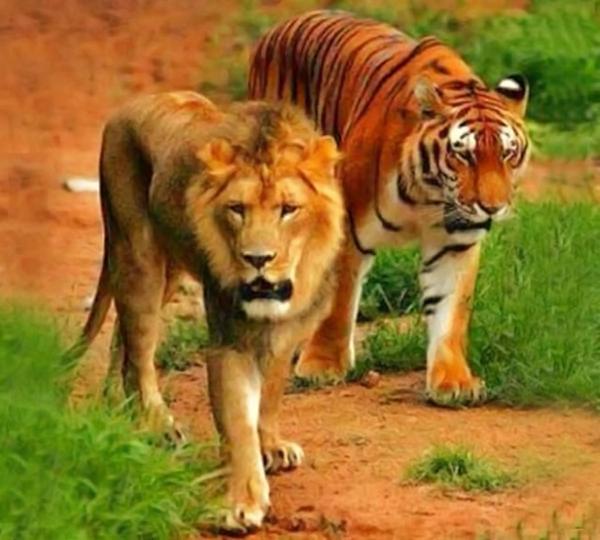 狮虎兽的身体会疯长实际上雄狮的基因并不会让它无限生长