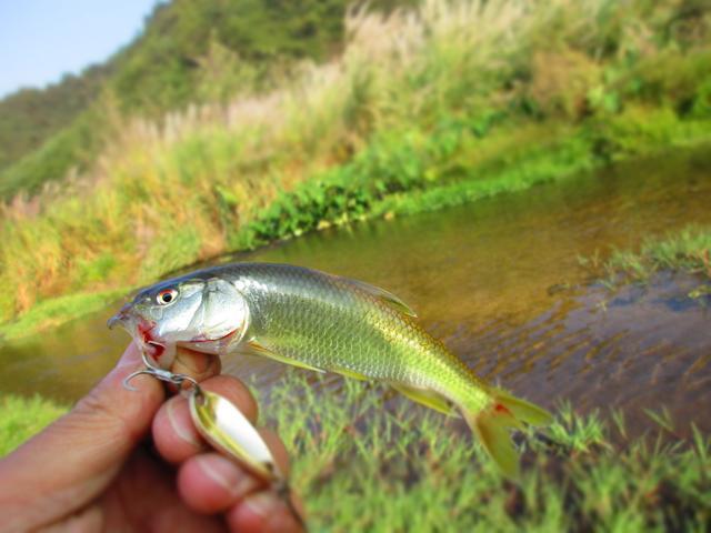 路亚这么多年,我总结出了钓马口的6处标点