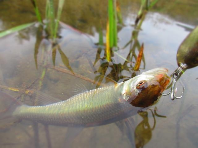 路亚这么多年,我总结出了钓马口的6处标点
