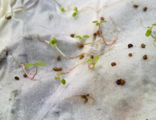 草莓种子催芽方法(草莓种子催芽方法发芽率高)