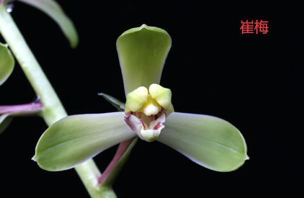 请欣赏蕙兰的新八种介绍及开品图片 荣梅 叶长 蕙兰 端梅 崔梅