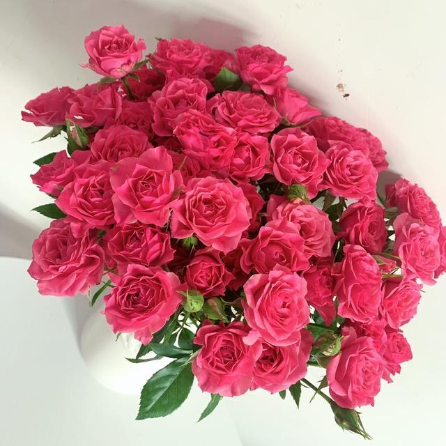 多头玫瑰品种合集绚烂多彩精致而可爱格外亮眼