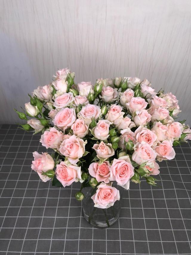 多头玫瑰品种合集绚烂多彩精致而可爱格外亮眼