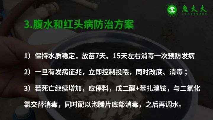 黄颡鱼|鱼价又涨5毛！黄颡鱼标苗如何提高成活率？学会这七点！
