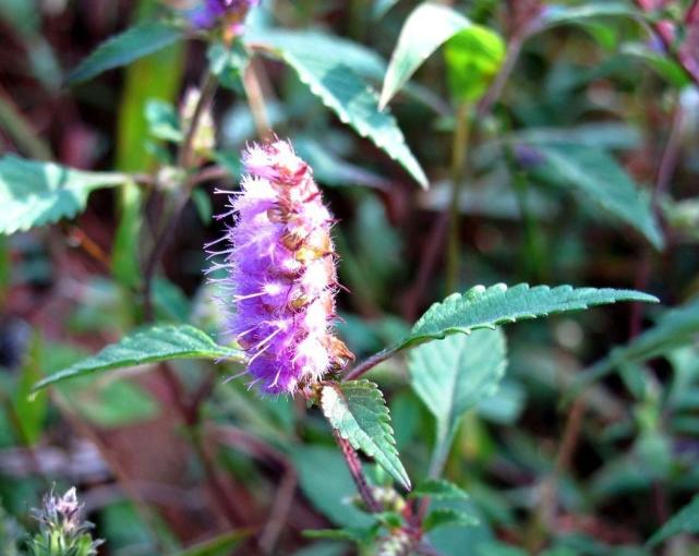 此物名为香薷是治疗口臭特效药农村就有见了带走