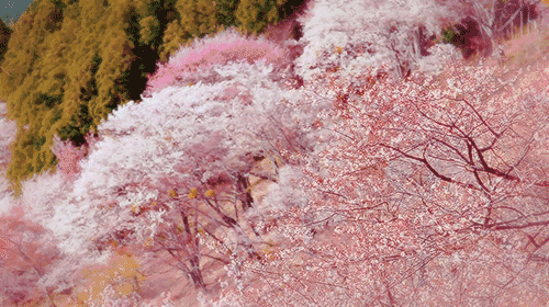 日本东京昨天50年难得一遇的樱吹雪(图片欣赏)