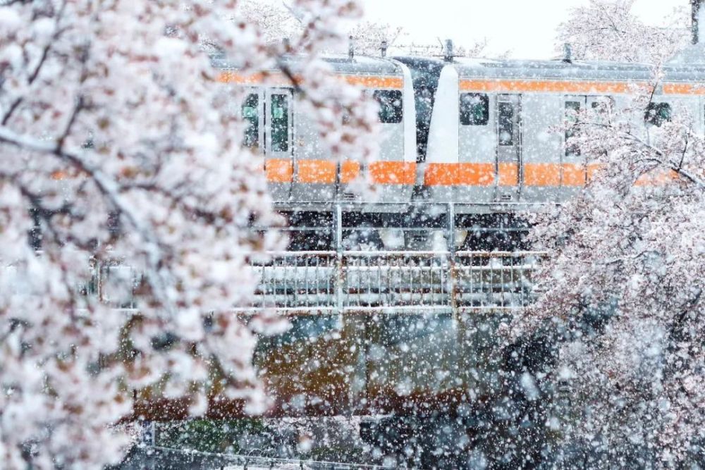 满樱遇上初春雪 日本关东迎来32年一遇 樱吹雪 美成仙境 腾讯新闻