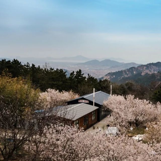 高杆樱花