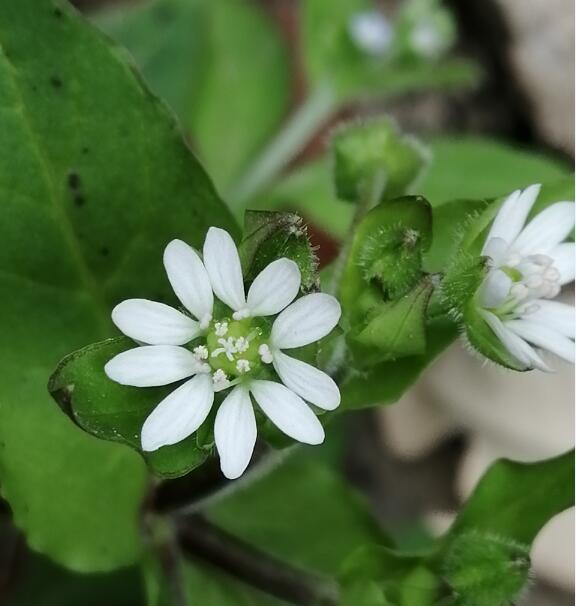 春天的小嫩菜很多,就看你会不会吃,鹅肠菜繁缕草,食疗方伸筋祛毒作用