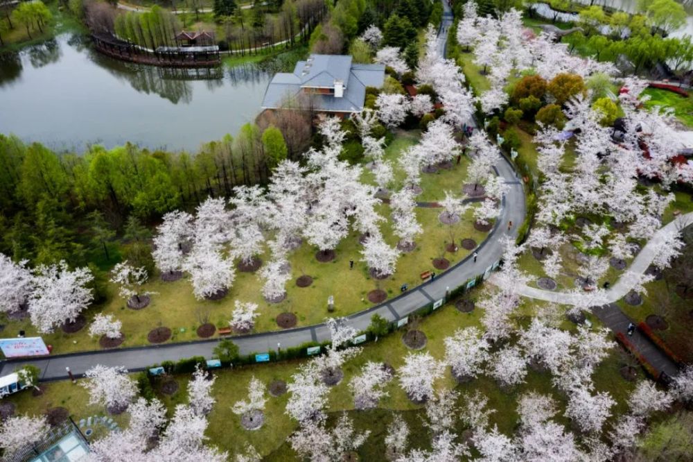 航拍视角下的顾村公园见过吗?每张图片都能当屏保,快来保存