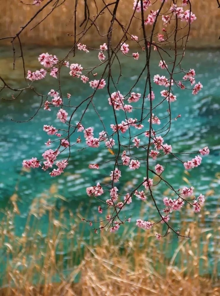 今年,註定是不平凡的一年.山寺桃花始盛開.