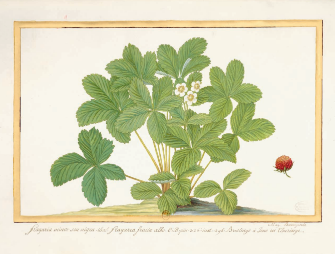 法国|这本14斤重的书里，藏着法国皇室400年不外传的珍品