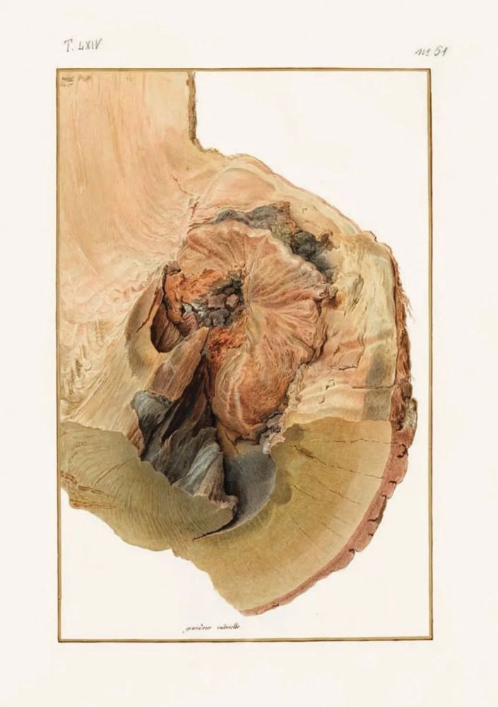 法国|这本14斤重的书里，藏着法国皇室400年不外传的珍品