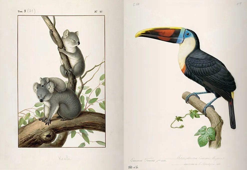 法国|这本14斤重的书里，藏着法国皇室400年不外传的珍品