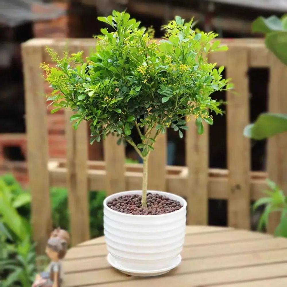 春天养米兰,做好这几点,枝头开满"小珍珠",满室生香,漂亮极了!