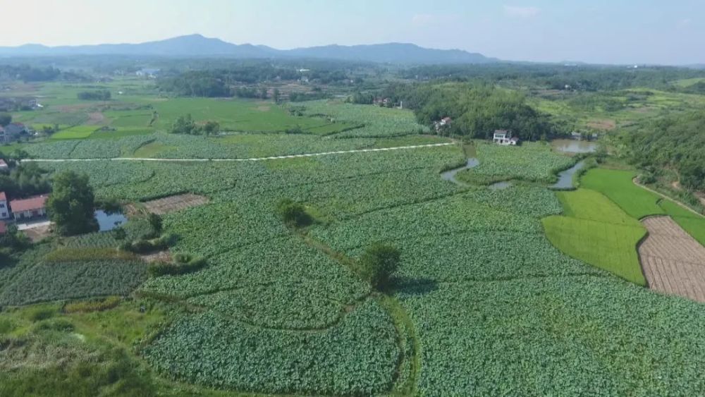眼下正是藕种栽植的关键期,当地的湘莲种植户们也开始忙着改种扩面