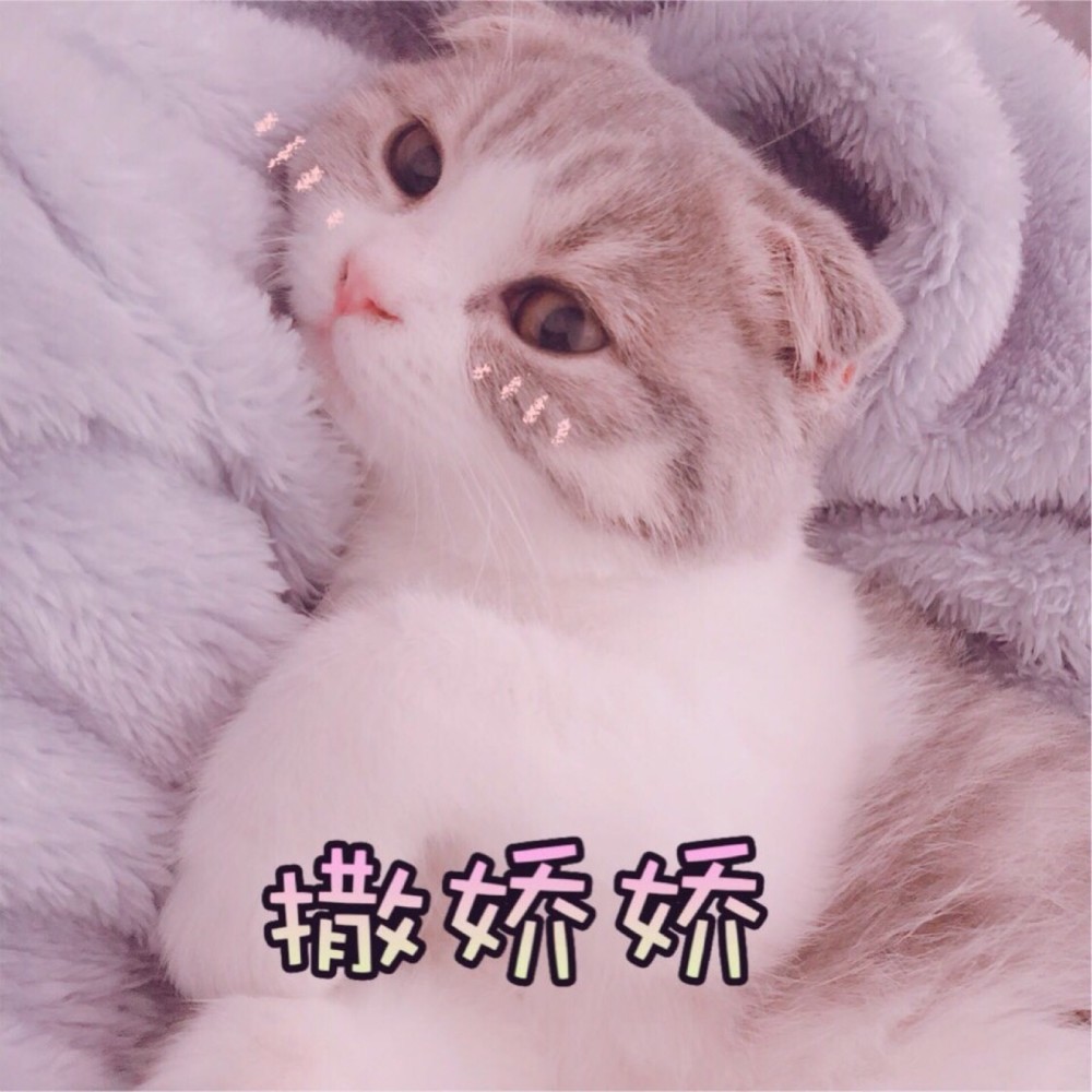 表情包可爱卖萌的小猫