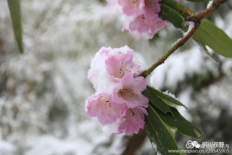 木王春雪压杜鹃 腾讯新闻