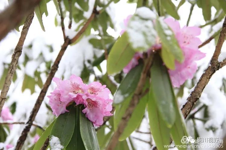 木王春雪压杜鹃 腾讯新闻