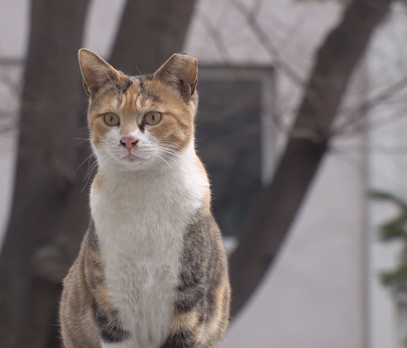 家猫被流浪猫拐跑不顾主人反对一起流浪如此爱情注定不幸