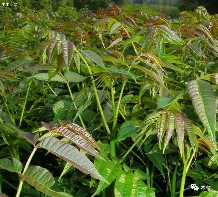 腌香椿芽的做法_香椿芽怎么腌制好吃_好吃芽腌制香椿怎么做