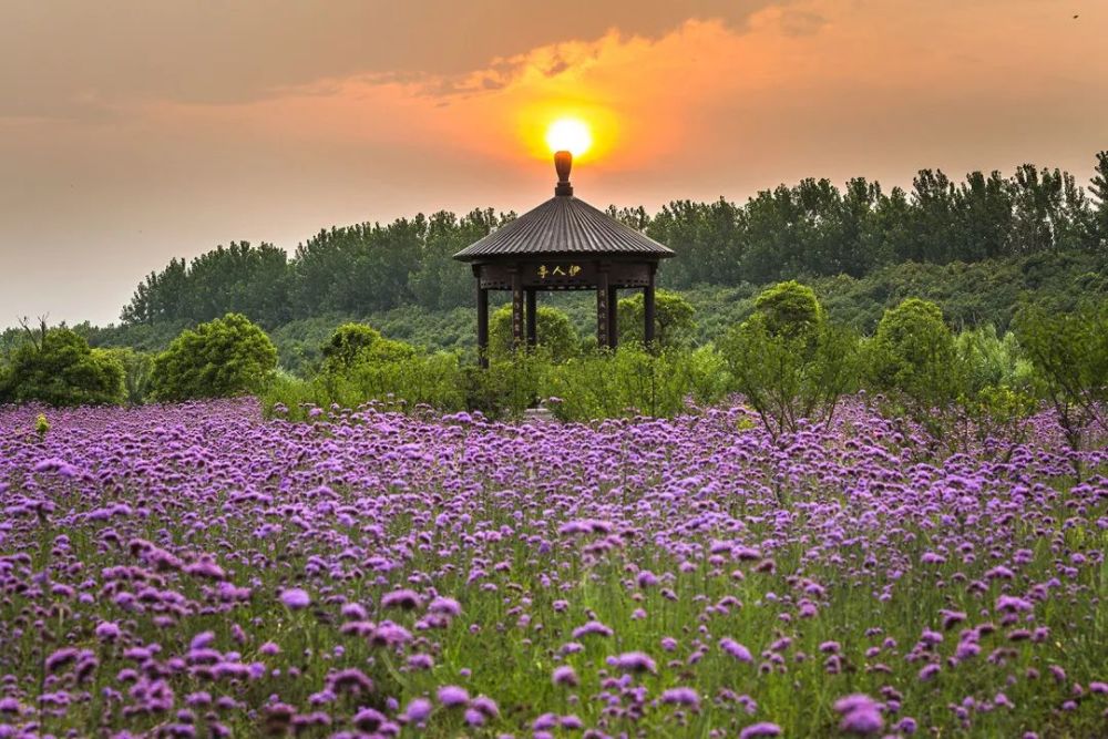 句容伏热花海小朋友笔下的江苏兴化油菜花海图/江苏兴化油菜花海小朋