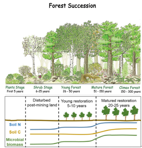 图3 森林植被演替及土壤参数变化示意图(图片来自网络)图4 长白山森林