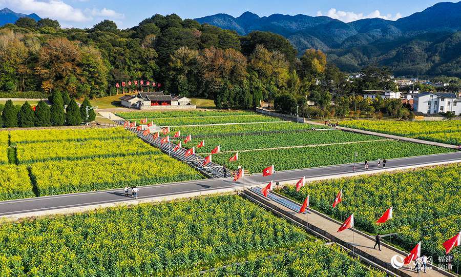 黄金花海美如画 油菜花盛开扮靓革命圣地古田_腾讯新闻