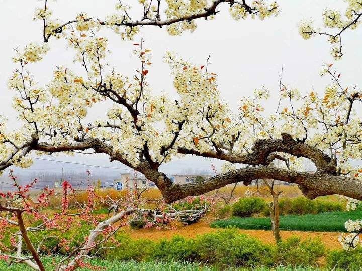 桃峪梨花白似雪 腾讯新闻