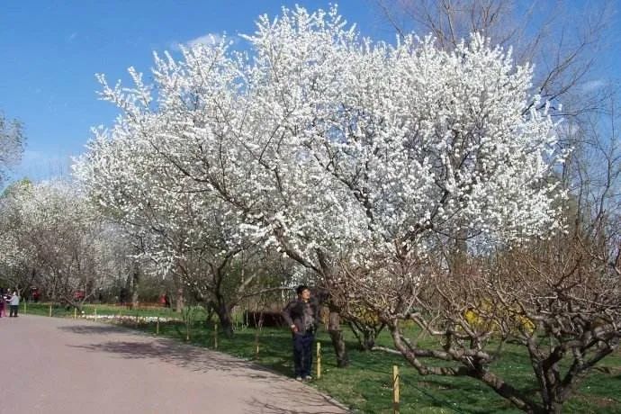 开白花的种类叫做白花山碧桃(prunus davidiana'albo-plena)是山桃和