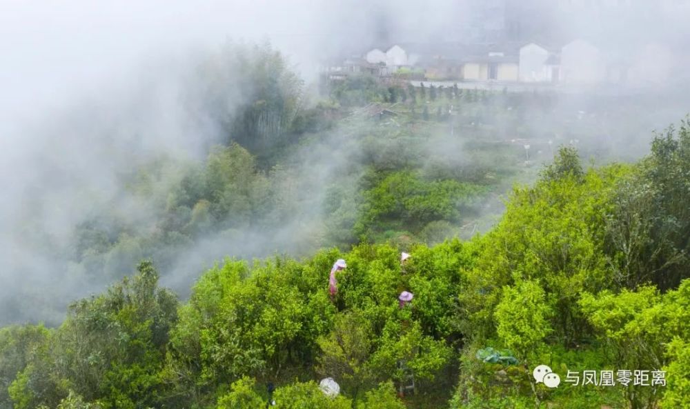 这里乌岽山,中国美丽茶园