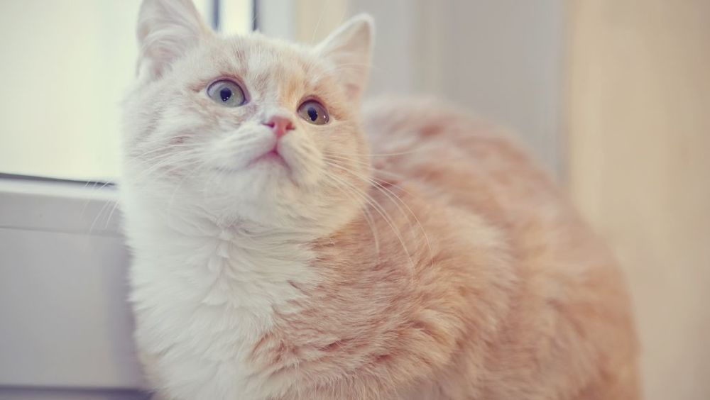 养猫经验分享 西瓜霜能治猫口炎吗 腾讯新闻