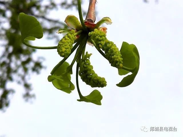 郯城 银杏花开 幸运来 银杏