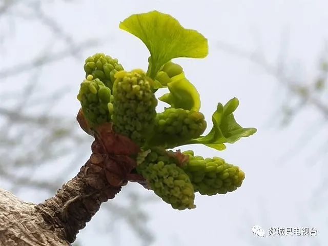 郯城 银杏花开 幸运来 腾讯新闻