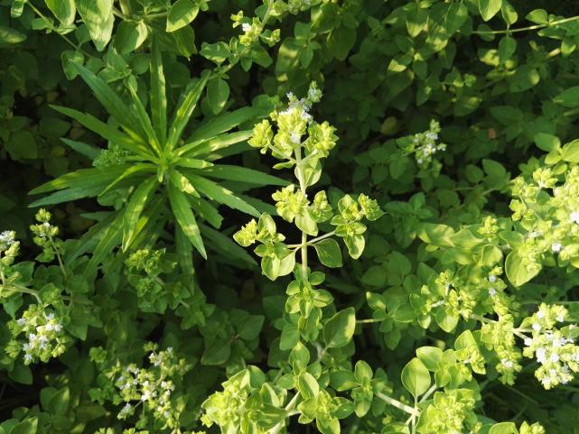 国内少有种植常当野菜挖来吃国外却大量种植成名贵香料