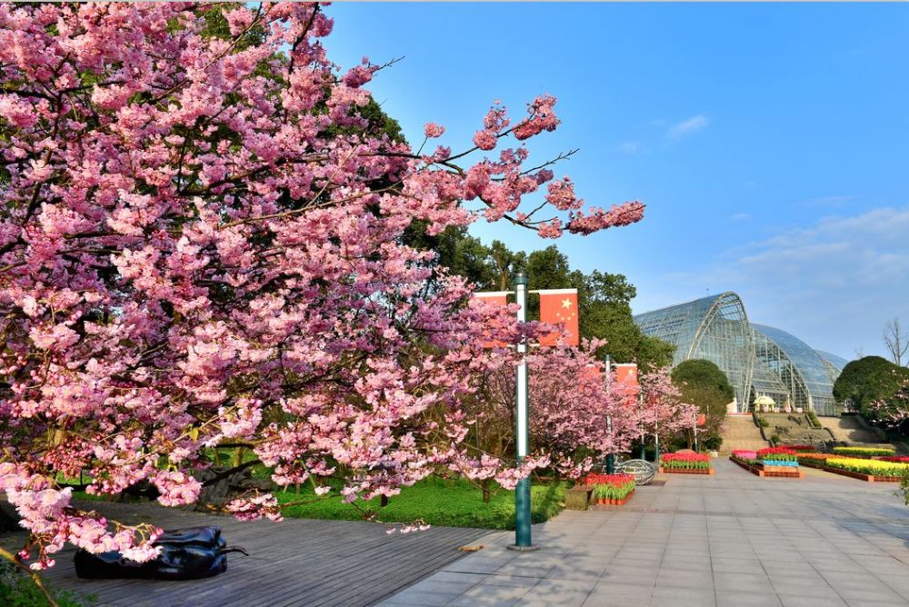 花期延期兩週4月去南山植物園聆聽櫻花的告白