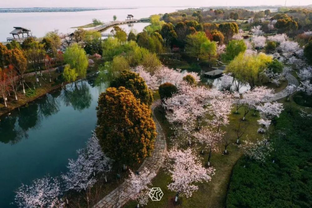 竞相开放,美不胜收樱花,桃花,杏花,海棠花等作为阳澄湖半岛主题公园之