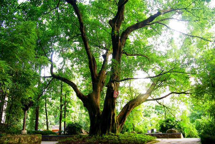 到了重庆才知道,南方的树木有两次落叶:一次在秋天,一次在春天
