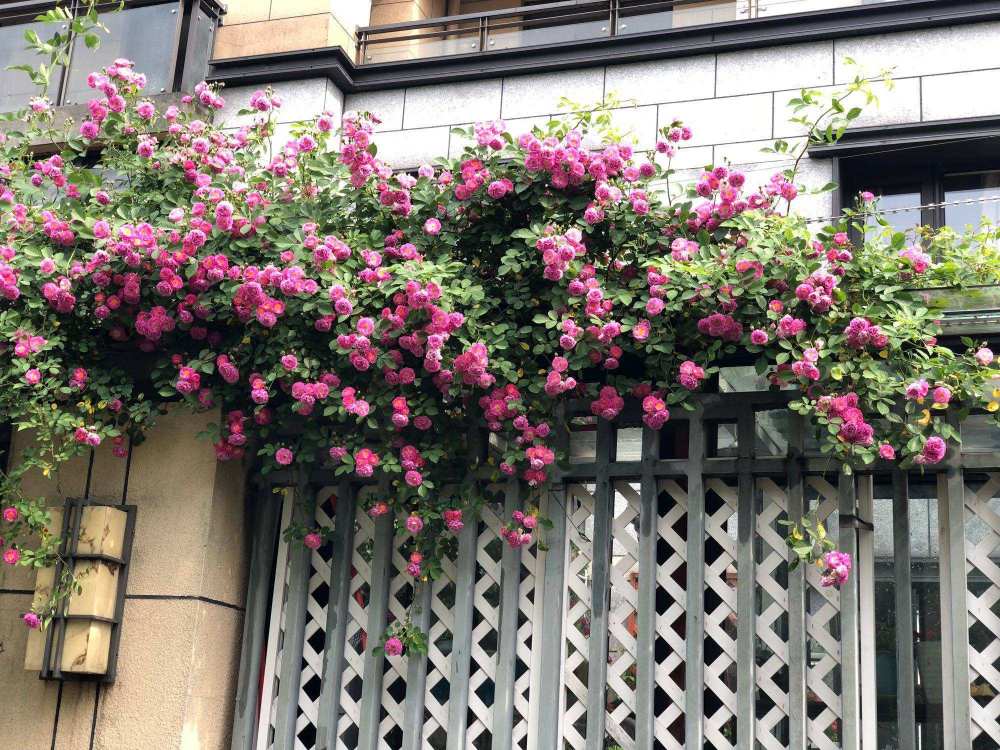 这四种爬墙花现在就养两个月还你一面花墙花期超长