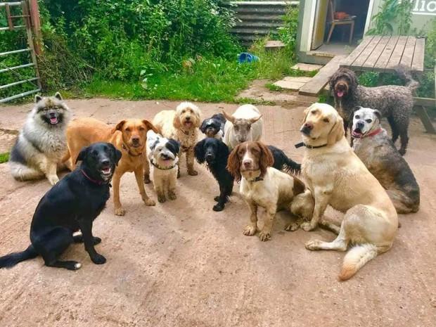 英国一只母羊把狗狗当同类狗叫比咩咩叫还多拒绝和羊呆在一起