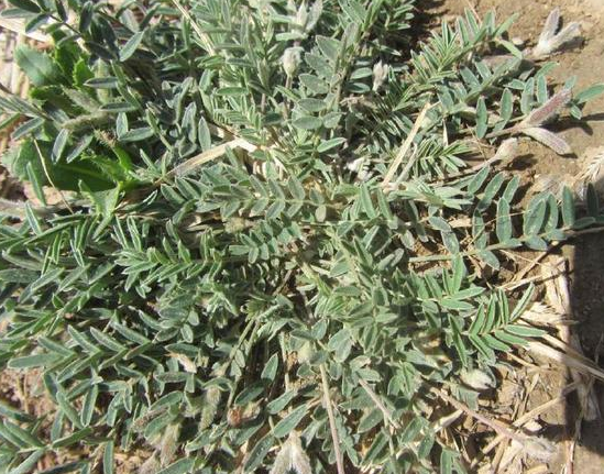 老人叫它"米口袋",味道像甘草,15块钱一斤,用处很大