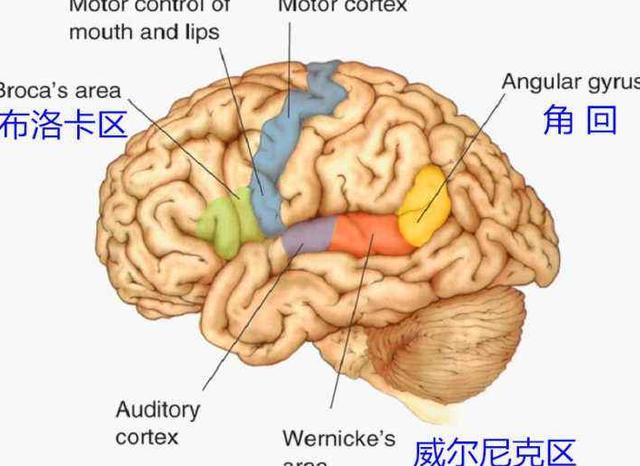 德国教育家 孩子学英语最好从2岁开始 5个方法培养孩子英语思维 腾讯新闻