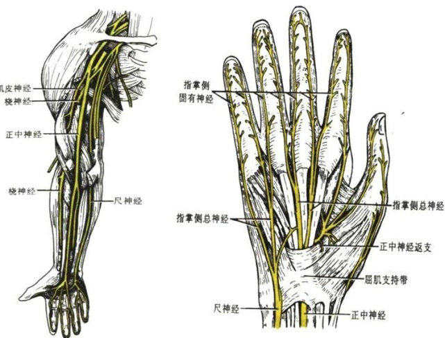 正中神經解剖:於指淺,深屈肌之前達腕部,在腕部正中於橈側腕屈肌腱和