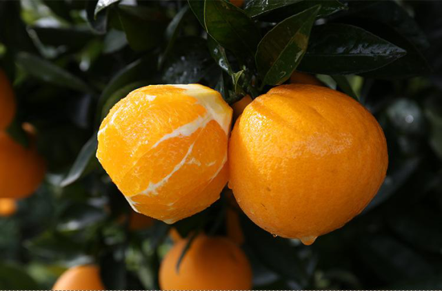 "帝王橙"种植有风险,这2个缺点太明显,种植户下手需谨慎