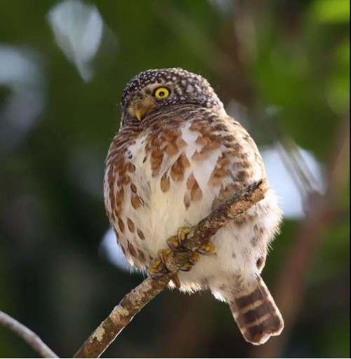 萌萌哒的猫头鹰,出现在广州竟然是因为……_腾讯新闻