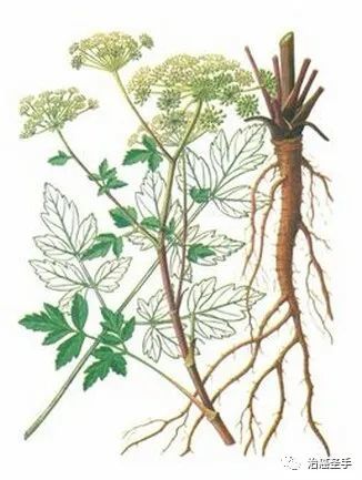 前胡的药效与作用