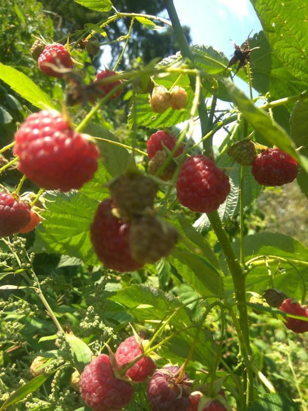 带动乡亲共同致富黑龙江黑加仑树苗树莓苗备受关注 腾讯新闻