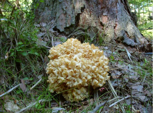 荒野维生野菜系列绣球菌