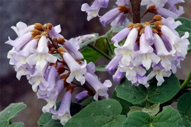 清明花信风之桐花一树紫桐花复道正相思