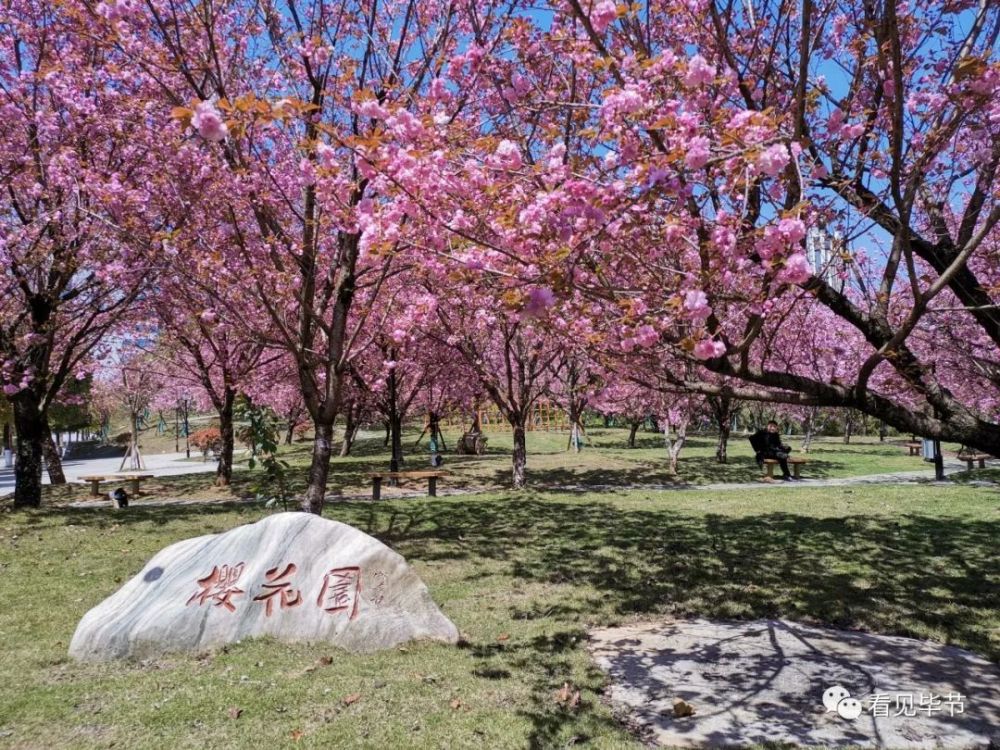 毕节樱花图片